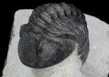 Detailed, Phacopid Trilobite - Great Eyes #36488-2